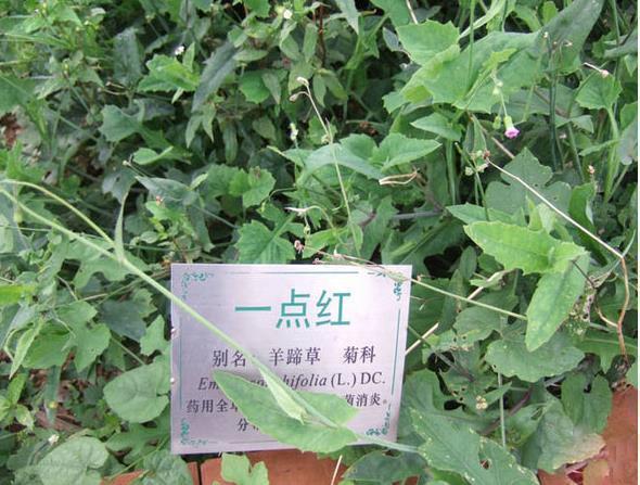 一点红最新传密，大自然的约定之旅揭秘